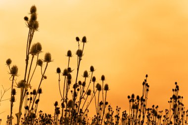 Silhouettes of teasel flowers clipart