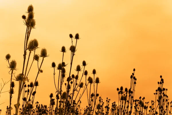 Silhouetten van teasel bloemen — Stockfoto