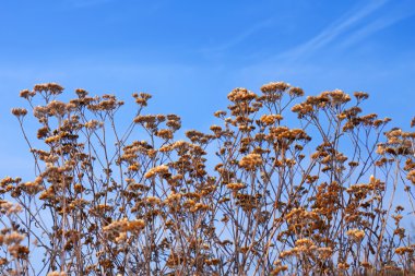 Dried yarrow flowers clipart