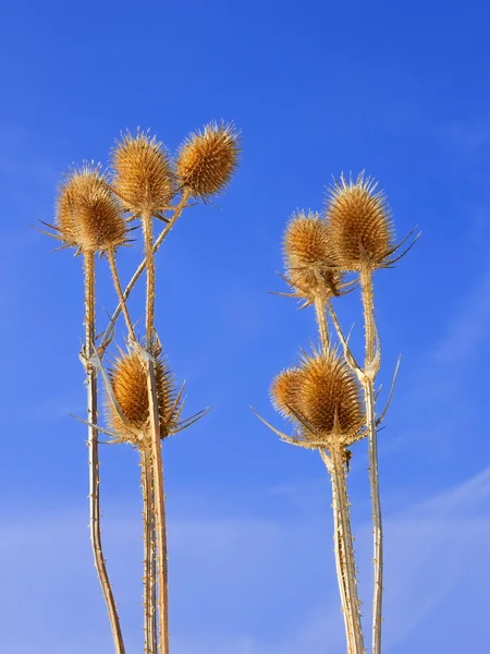 Dried teasel flowers — Stock Photo, Image