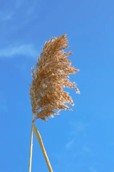 Szárított reed virágzat — Stock Fotó