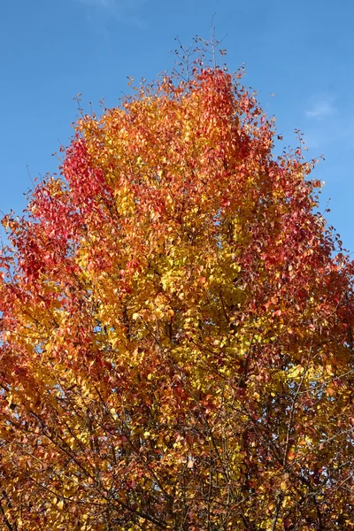 Armut ağacında sonbahar güzelliği — Stok fotoğraf