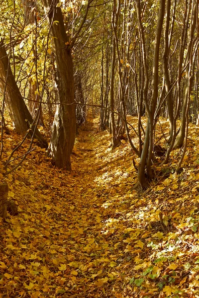 Barranco en bosques de otoño — Foto de Stock