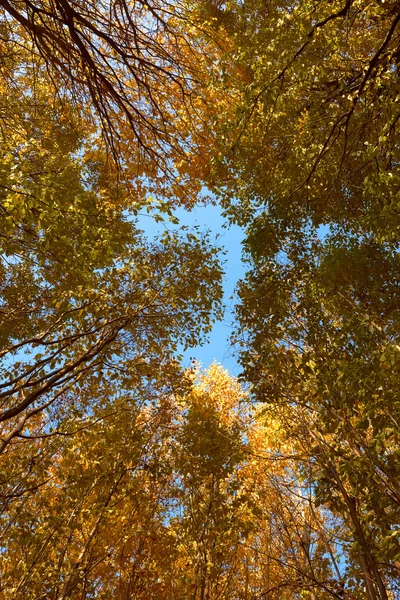 Corona di vari alberi autunnali — Foto Stock