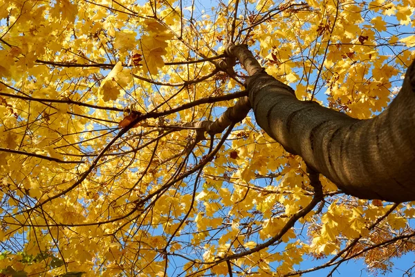 Akçaağaç ağaç taç — Stok fotoğraf