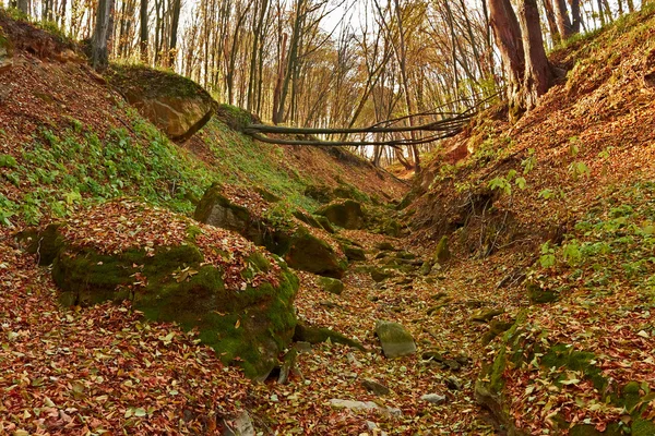 Ravine na floresta — Fotografia de Stock