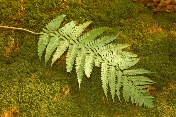 Папороті leaf на Лишайник — стокове фото