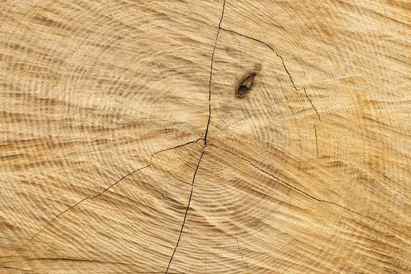 Structuur van snijden log — Stockfoto