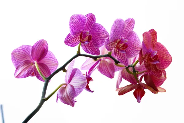 Красива рожева орхідея ізольована на білому тлі — стокове фото