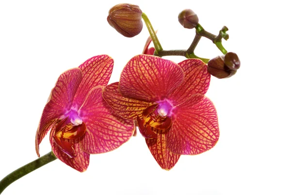 Beautifull pink orchid — Stock Photo, Image