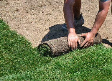 Laying sod clipart