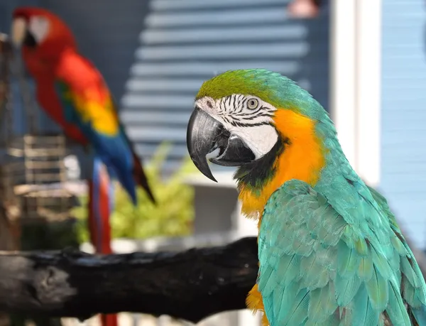 Green Macaw — Stock Photo, Image