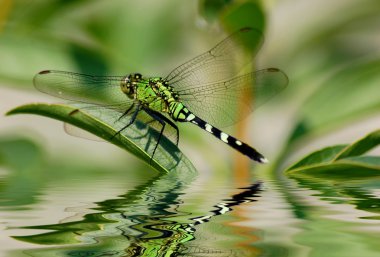 Dragonfly reflections clipart