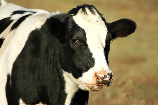 黒と白の牛牛 — ストック写真