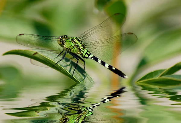 Dragonfly reflektioner — Stockfoto
