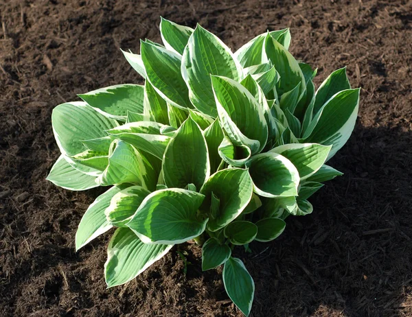 Stock image Hostas