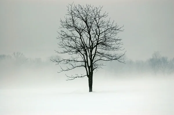 Mistyk drzewo — Zdjęcie stockowe