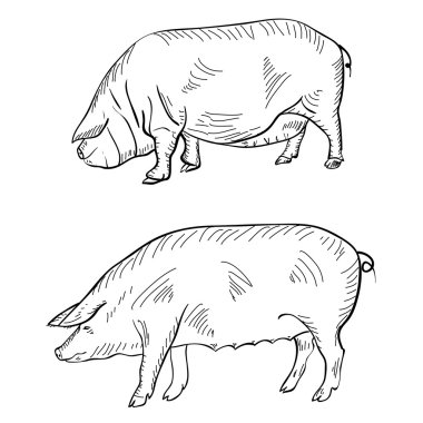 domuz gösteren çizim kalemi