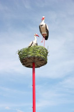 Couple of white storks in nest clipart