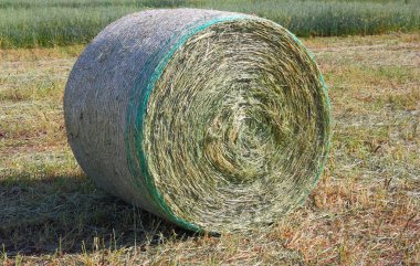 Harvested field with hay in summer clipart