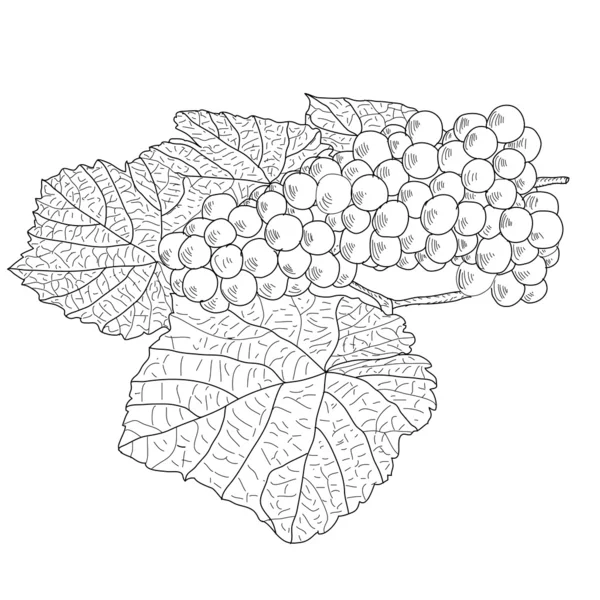 Abstract Uva con foglie ) — Foto Stock
