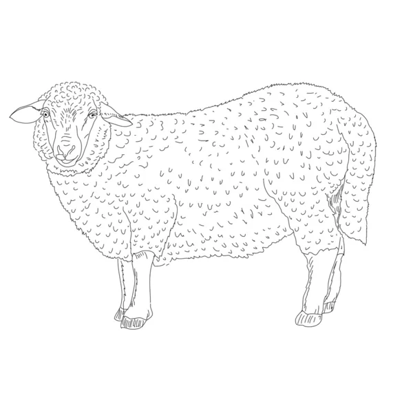 Πρόβατα, ζωγραφισμένο στο χέρι — Φωτογραφία Αρχείου
