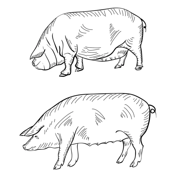 Pluma de dibujo que representa un cerdo —  Fotos de Stock