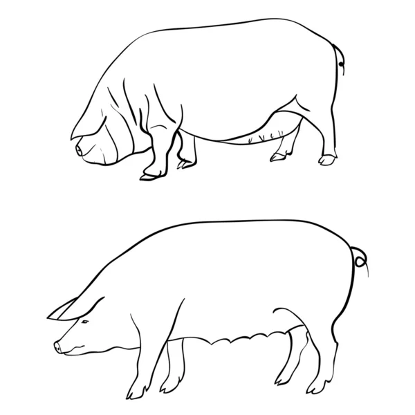 Desenho a caneta representando um porco — Fotografia de Stock