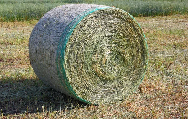 Harvested field with hay in summer — Stock Photo, Image