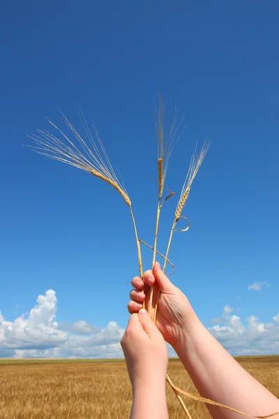 Рука держит колосья пшеницы на голубом небе — стоковое фото
