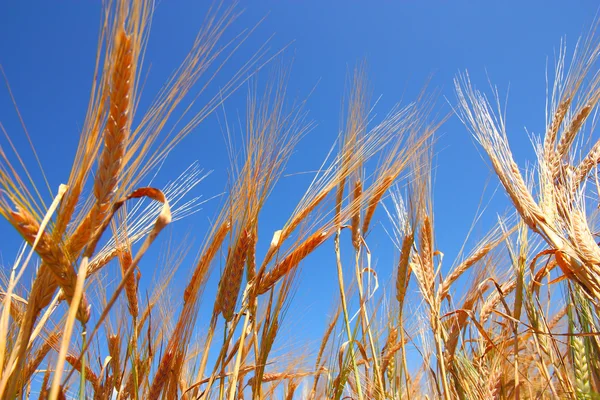 Hojas de oro de trigo bajo el cielo azul profundo — Foto de Stock