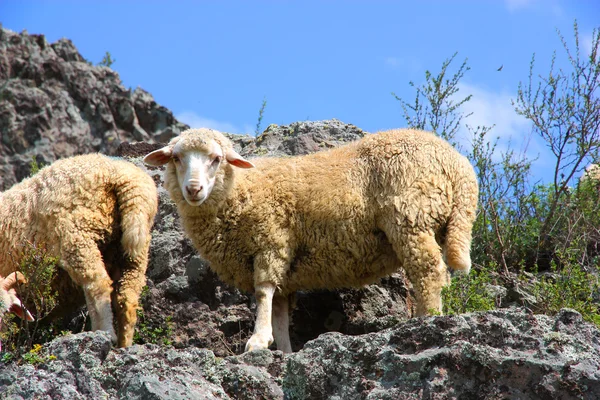 Una oveja está comiendo hierba en una hermosa montaña —  Fotos de Stock