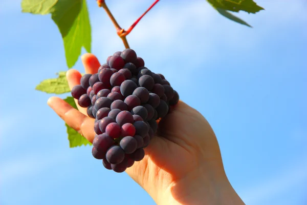 Ręka trzyma winogron klastrów przeciw błękitne niebo — Zdjęcie stockowe