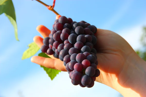 Mão segurando cachos de uva contra o céu azul — Fotografia de Stock