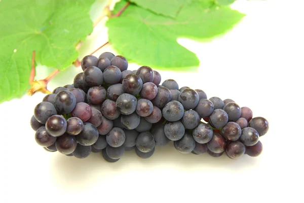 Синій виноград з зеленим листом, ізольований на білому тлі — стокове фото