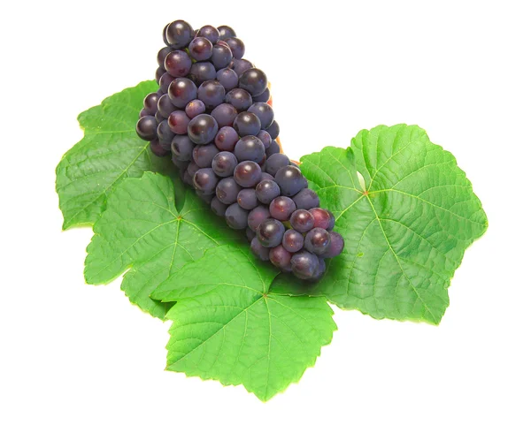 Blauwe druif met groen blad, geïsoleerd op witte achtergrond — Stockfoto