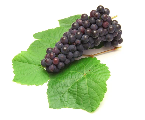 Niebieskie winogrona z zielonym liściem, izolowane na białym tle — Zdjęcie stockowe
