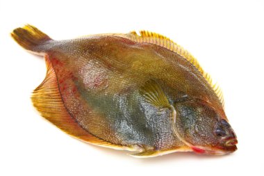 Fresh fishes flounder on white background clipart