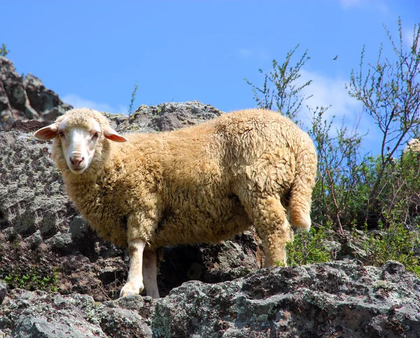Una oveja está comiendo hierba en una hermosa montaña — Foto de Stock