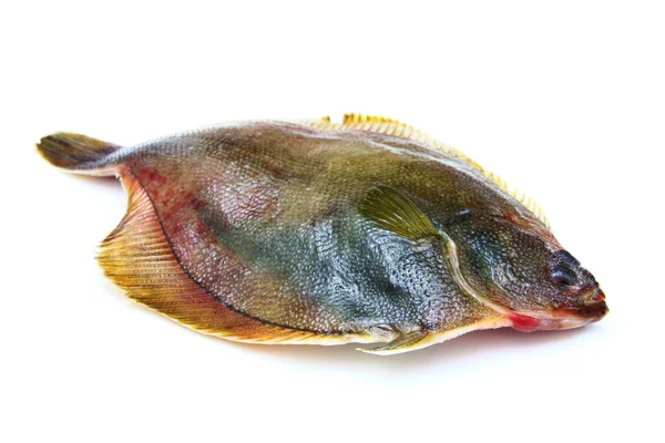 Peixes frescos solha no fundo branco — Fotografia de Stock