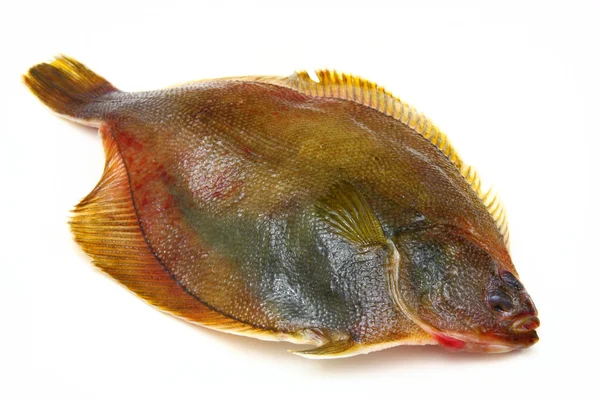 Φρέσκα ψάρια καλκάνι σε άσπρο φόντο — Φωτογραφία Αρχείου