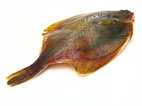 Frische Fische zappeln auf weißem Hintergrund — Stockfoto