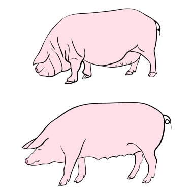 Pen drawing depicting a pig clipart