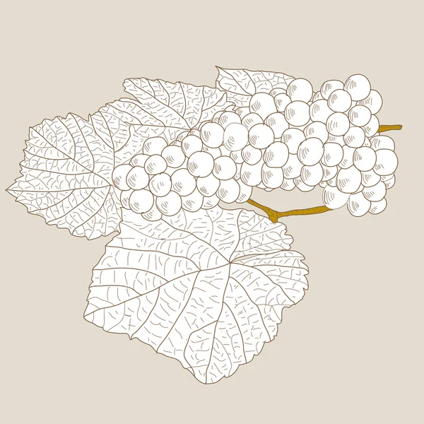 Streszczenie winogron z liści) — Zdjęcie stockowe