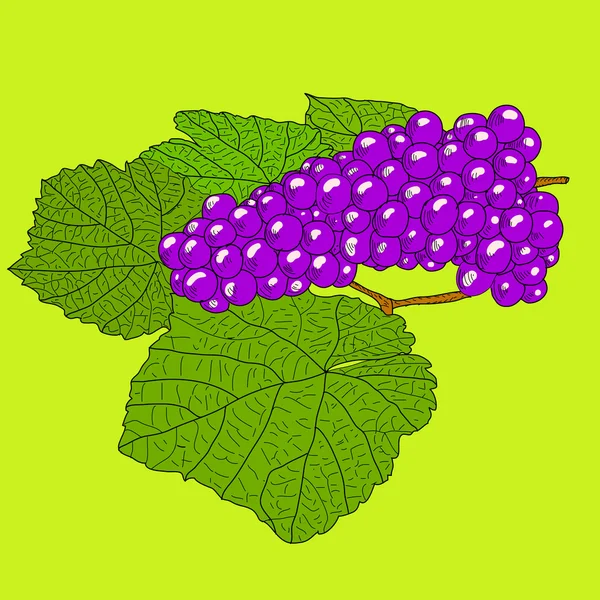 Abstract Uva con foglie ) — Foto Stock
