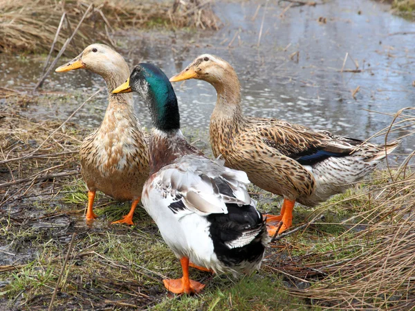 三个美丽的鸭子在湖上 — 图库照片