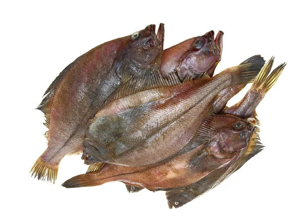 Fyra färska skrubbfiskar — Stockfoto
