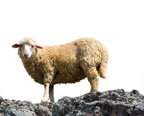 Ένα πρόβατο τρώει χόρτο σε ένα όμορφο βουνό — Φωτογραφία Αρχείου