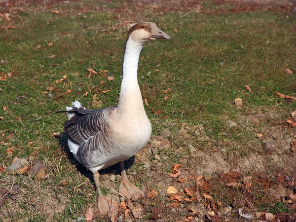 A wild goose feeding in the park — Stock Photo, Image
