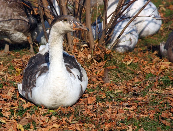 Greylag Goose sitting — Stock Photo, Image